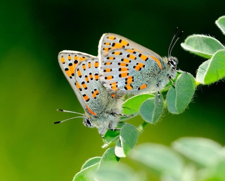 צמריר הקדד (צילום:משה לאודון) צמריר הקדד