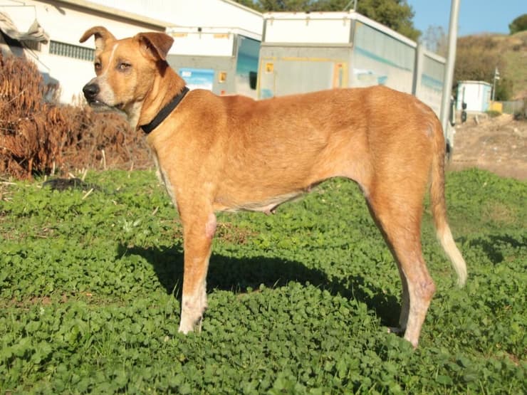 מישמיש (צילום: עמותת כלבלאב) מישמיש