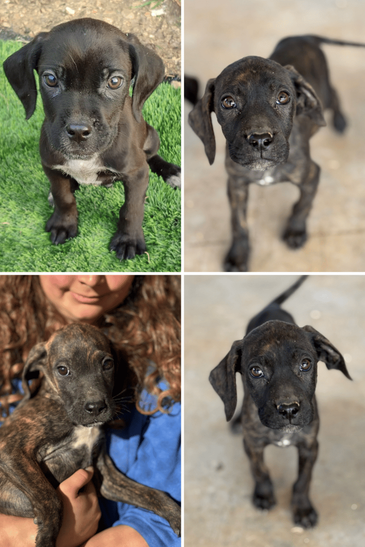 צ'לי ופילפל (צילום: עמותת החיות ואנחנו) צ'לי ופילפל