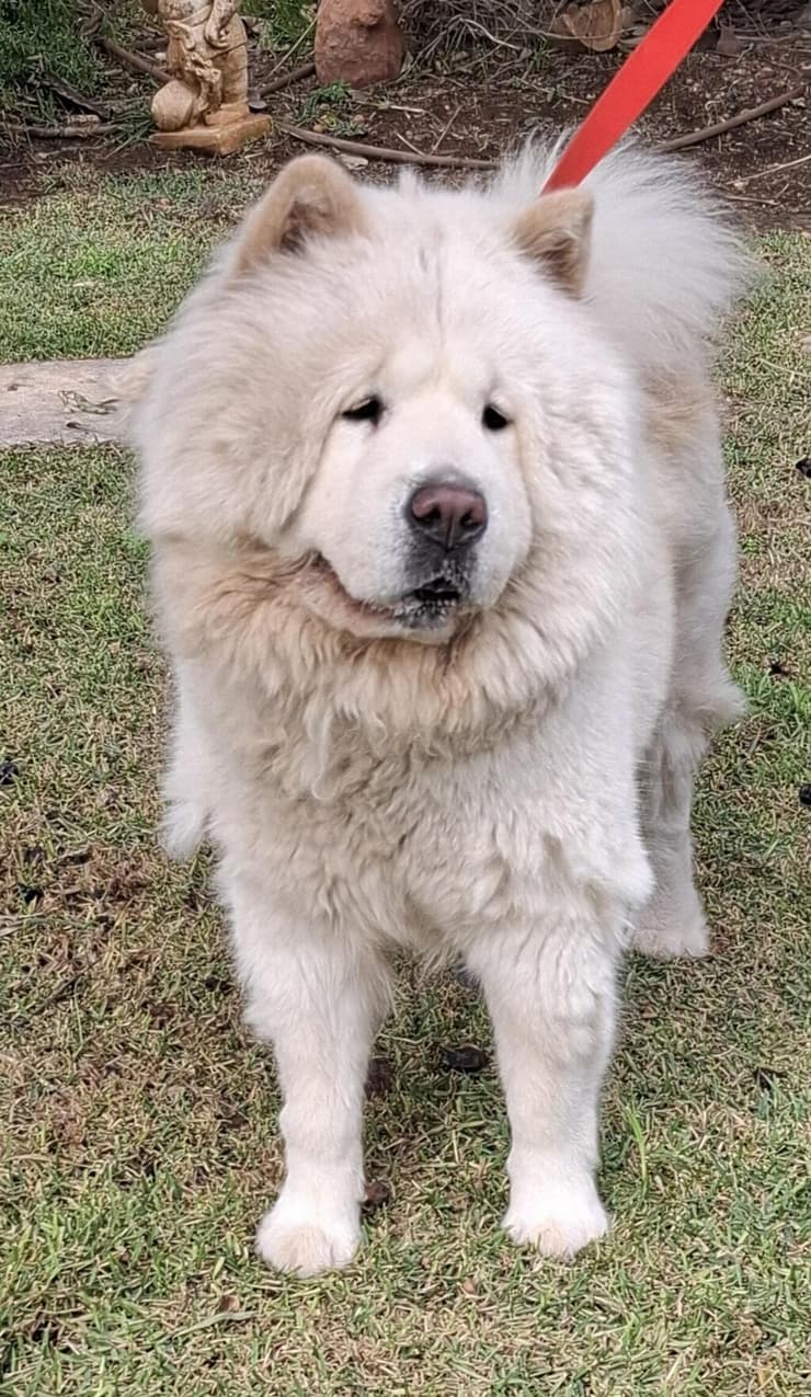 מריאנה (צילום: עמותת החיות ואנחנו) מריאנה