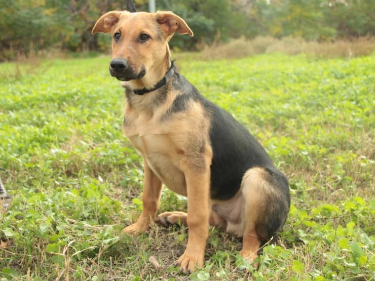 חזי (צילום: עמותת כלבלאב) חזי