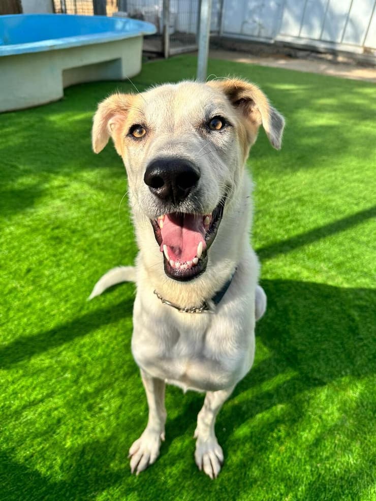 ליאו (צילום: עמותת להתחיל מחדש) ליאו