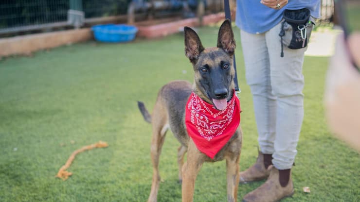 אלי (צילום: sharkandstich_photography) אלי