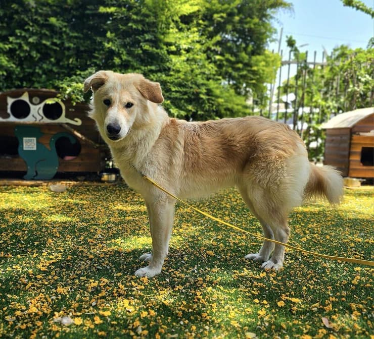 פרוספר (צילום: בשביל בעלי החיים) פרוספר