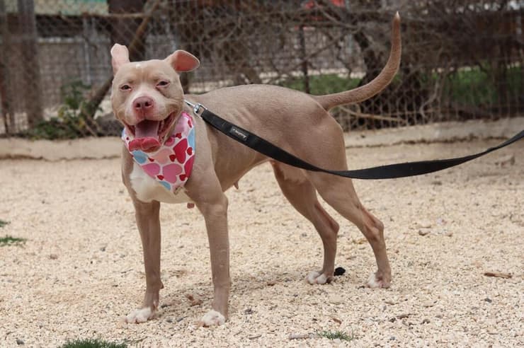 אלמה (צילום: גלבוע אוהבת חיות) אלמה