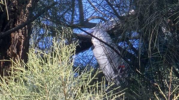 הכטב"מ במרחב אשכול 