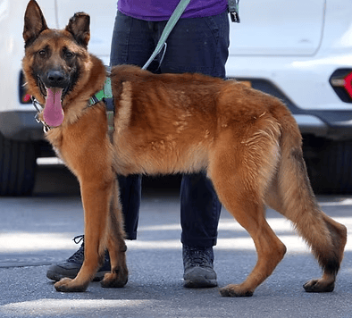 ריו (צילום: צער בעלי חיים רמת גן והסביבה) ריו
