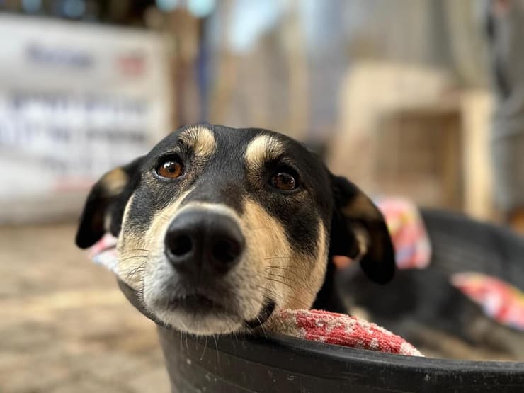 מקס (צילום: עמותת S.O.S חיות) מקס