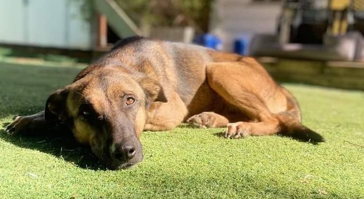 אמירה (צילום: עמותת חבר למען הכלבים) אמירה