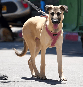רוזי (צילום: צער בעלי חיים רמת גן והסביבה) רוזי
