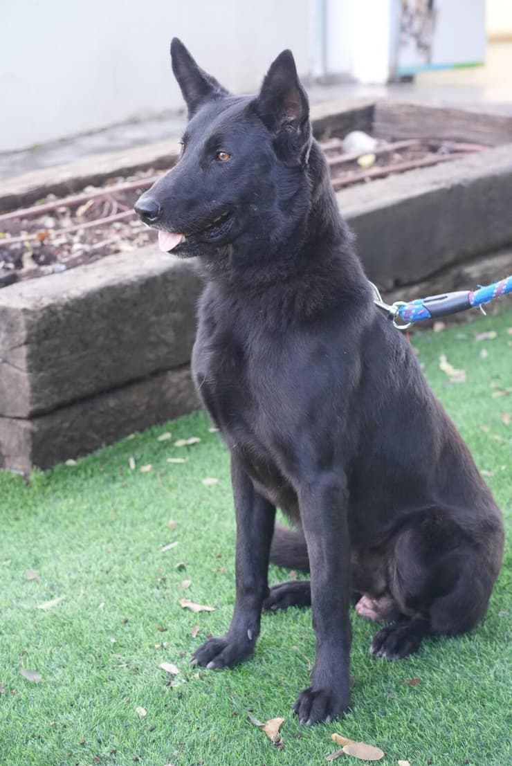 ג'רי (צילום: בשביל בעלי החיים) ג'רי