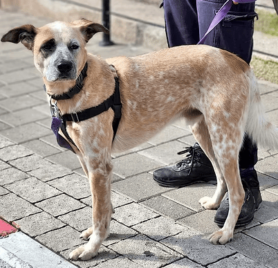 דאלי (צילום: צער בעלי חיים רמת גן והסביבה) דאלי