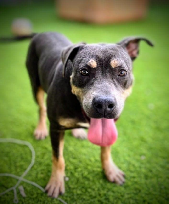 שון (צילום: בשביל בעלי החיים) שון