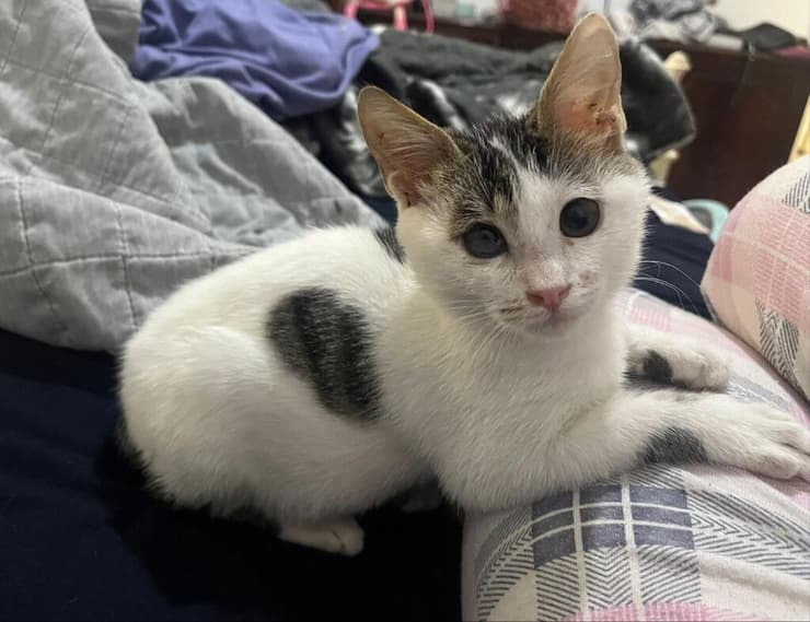 פיקסאר (צילום: עמותת S.O.S חיות) פיקסאר