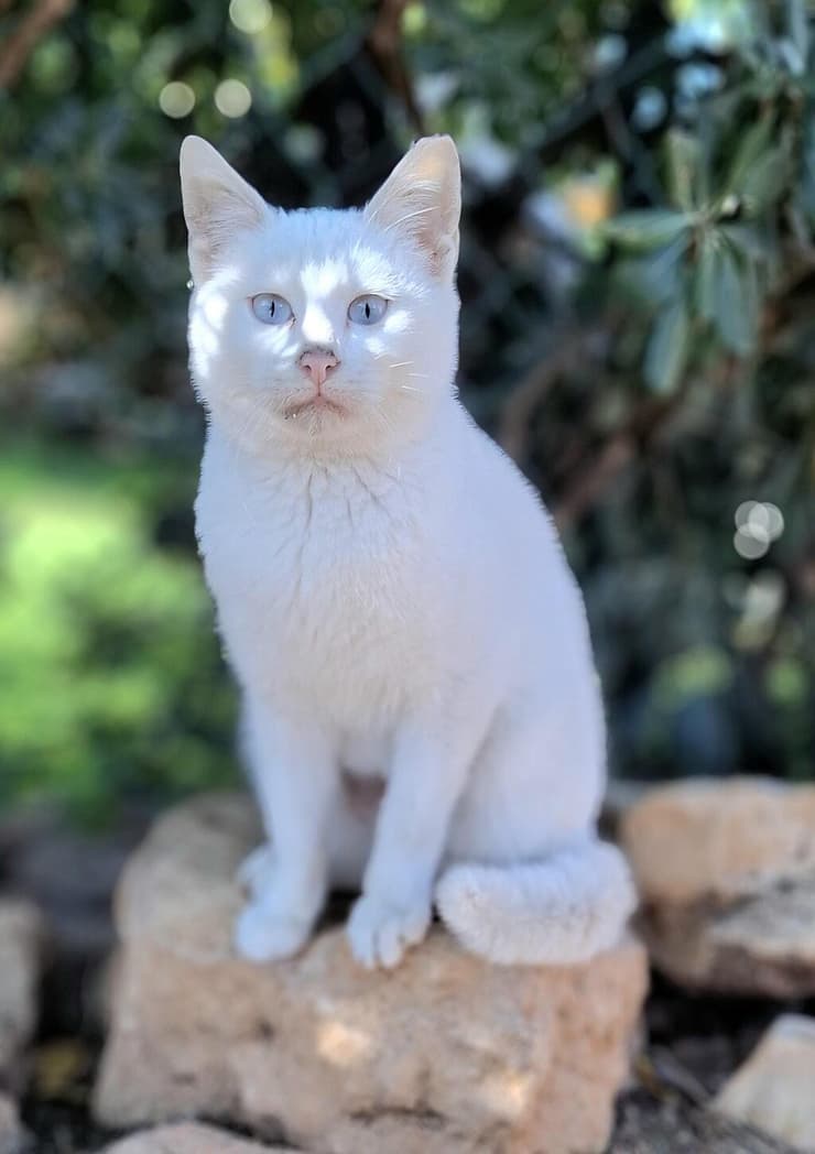 לונה (צילום: עמותת החיות ואנחנו) לונה