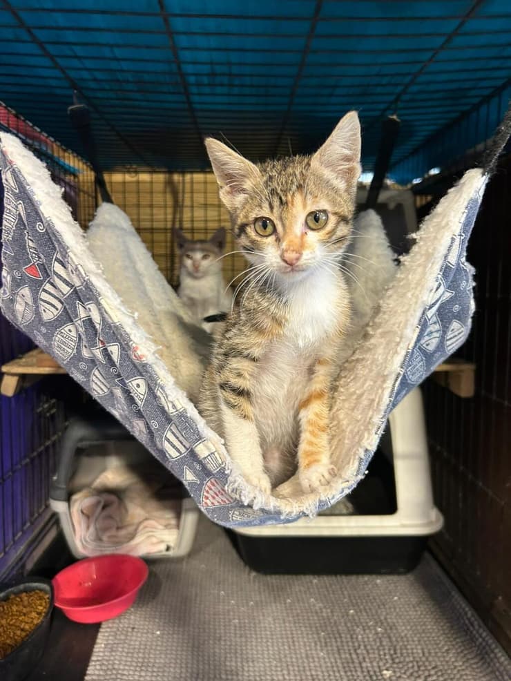 ליאו החתול (צילום: עמותת להתחיל מחדש) ליאו החתול