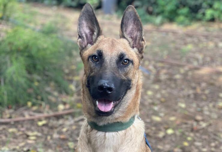 ראלף (צילום: הרצליה ונתניה אוהבות חיות) רלף