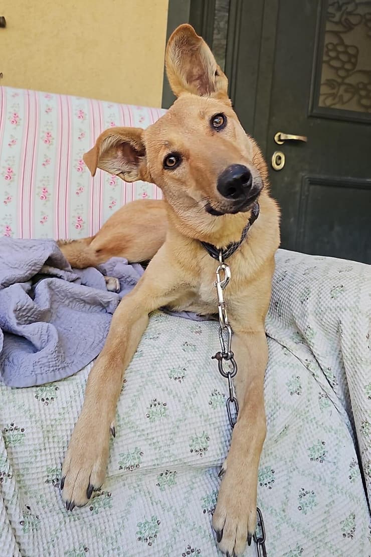 תדה (צילום: עמותת ע.ט.ל.ף ) תדה