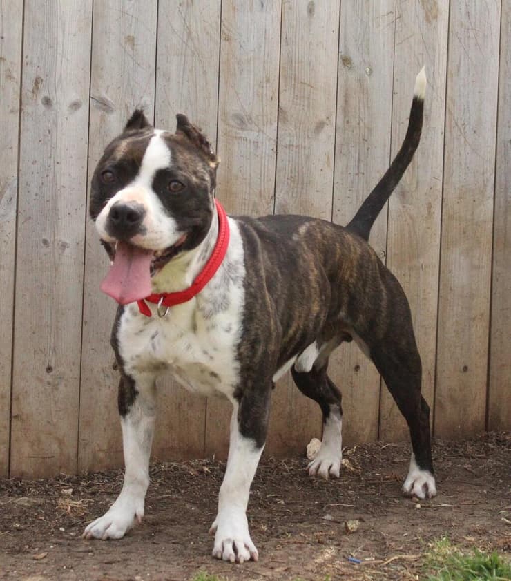 סאמי (צילום: גלבוע אוהבת חיות) סאמי