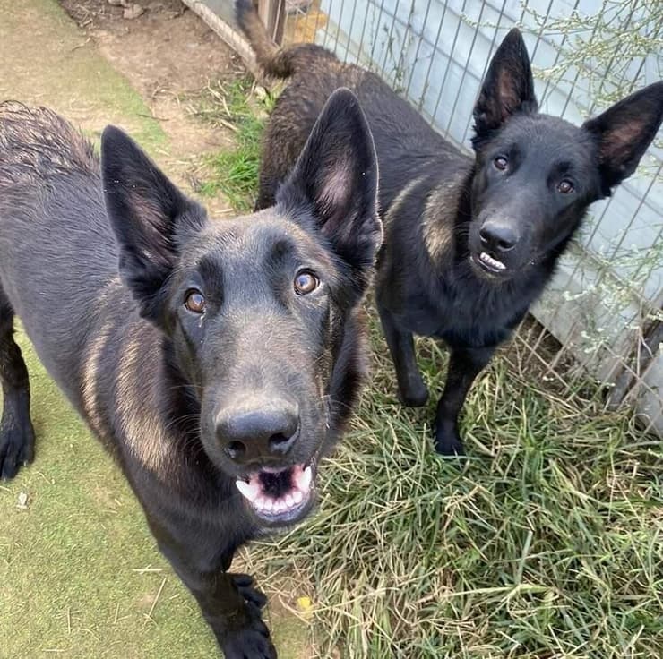 גבע וקסם (צילום: עמותת חבר למען הכלבים) גבע וקסם