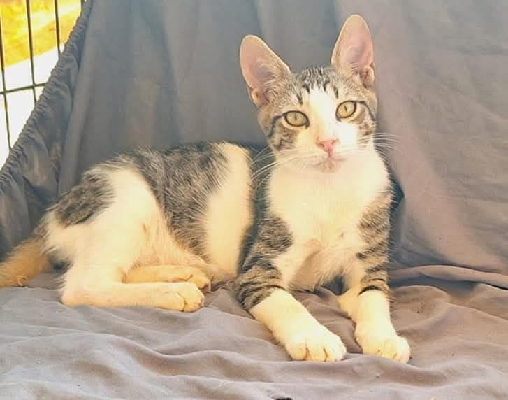 אוליבר (צילום: עמותת כפר החתולים) אוליבר