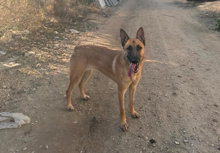 מונה (צילום: עמותת ע.ט.ל.ף ) מונה