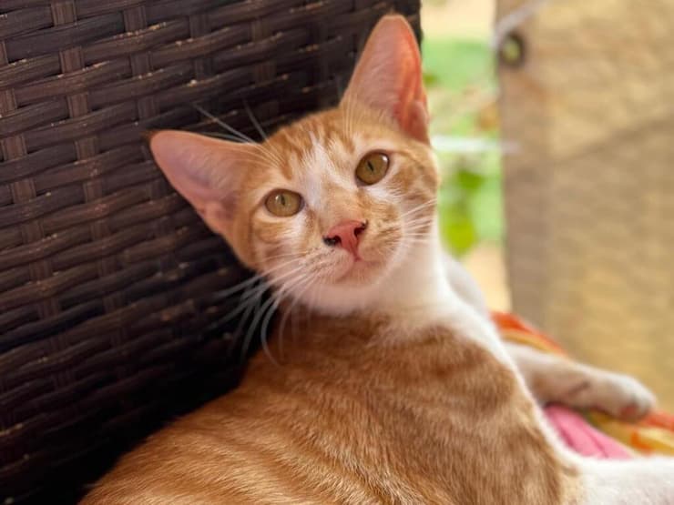 סאני (צילום: עמותת כפר החתולים) סאני