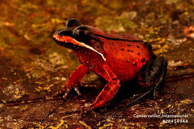 מין של צפרדע Loreto White-lipped Frog 