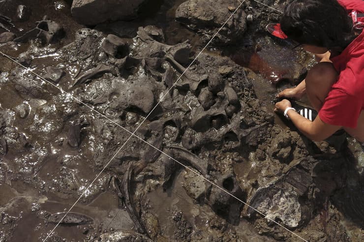 המאובנים שהתגלו בחפירות באורוגוואי, שם התגלו סימני חיתוך על עצמות בעלי החיים, שבוצעו על ידי בני האדם לפני כ-30 אלף שנים