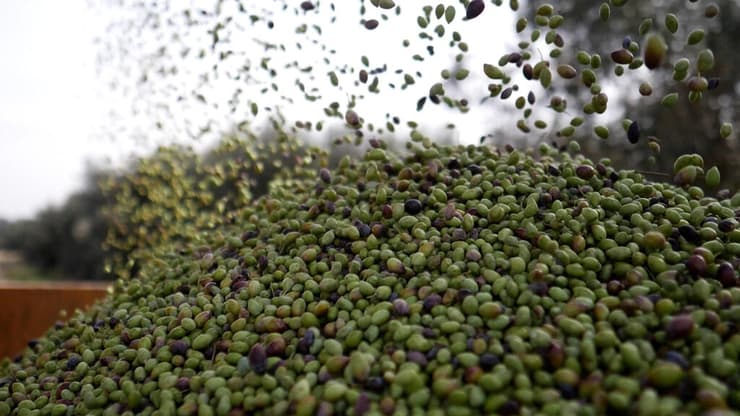 מסיק זיתים בעמק יזרעאל (ירון שרון) מסיק זיתים בעמק יזרעאל