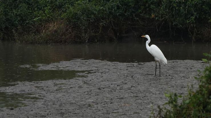 צילום: אפי שריר אגמון החולה