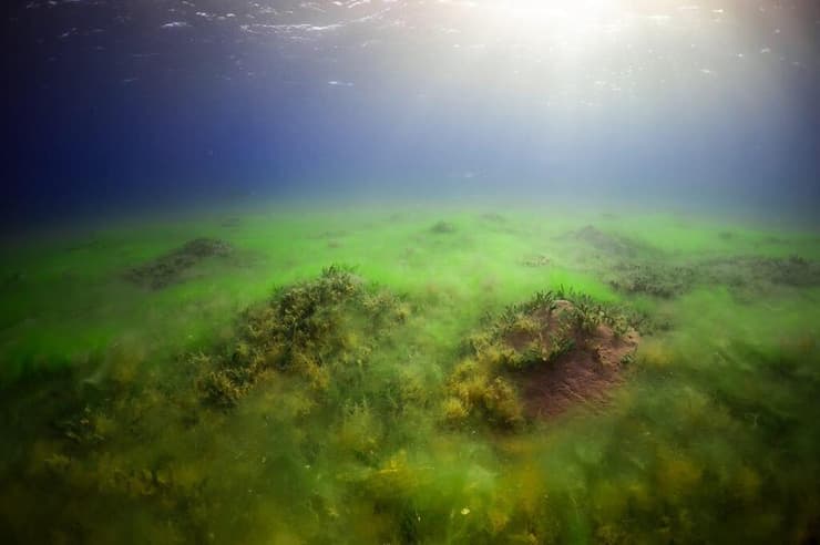 הפגיעה במפרץ אילת (צילום: עומרי עומסי, רשות הטבע והגנים) הפגיעה במפרץ אילת