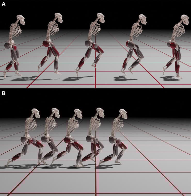 הדמיית ביצועי הריצה של לוסי, נקבת המין אוסטרלופיתקוס אפרנסיס (איור: Current Biology (2024). DOI: 10.1016/j.cub.2024.11.025) הדמיית ביצועי הריצה של לוסי, נקבת המין אוסטרלופיתקוס אפרנסיס