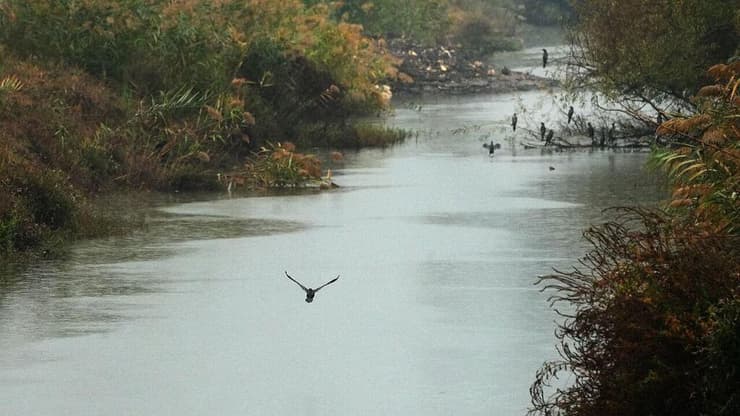 אגמון החולה, הבוקר (צילום: אפי שריר) אגמון החולה