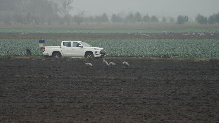 צילום: אפי שריר אגמון החולה