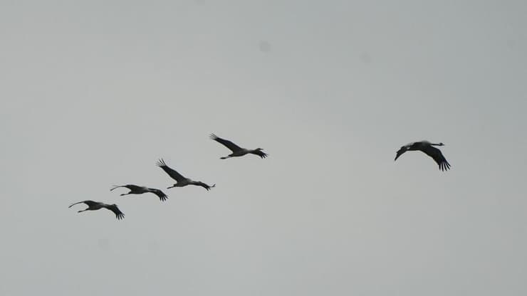 העגורים מעל האגמון (צילום: אפי שריר) אגמון החולה