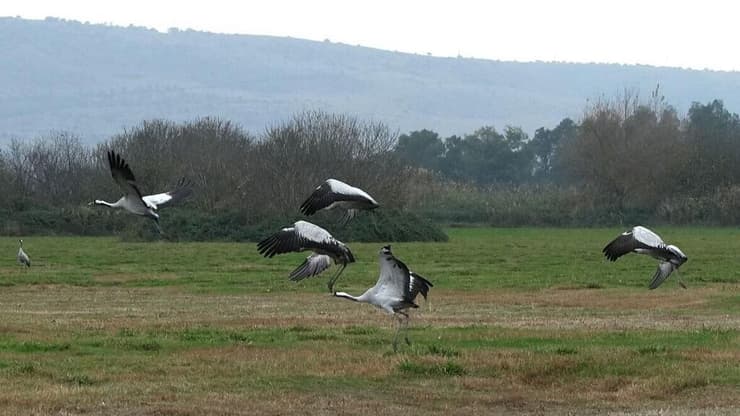 עגורים באגמון החולה (צילום: אפי שריר) אגמון החולה
