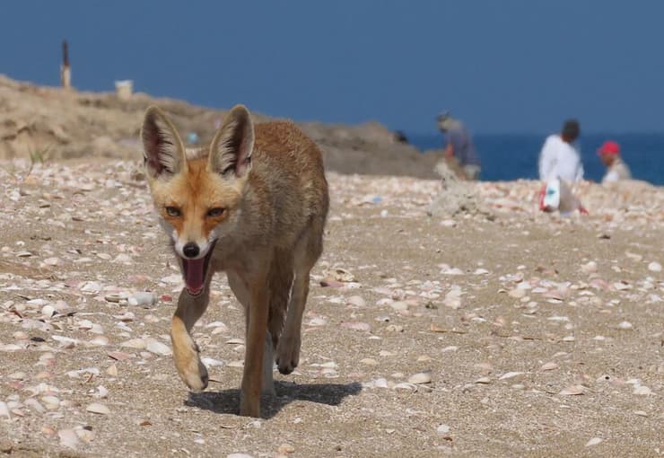 שועל מצוי בחוף בעתלית