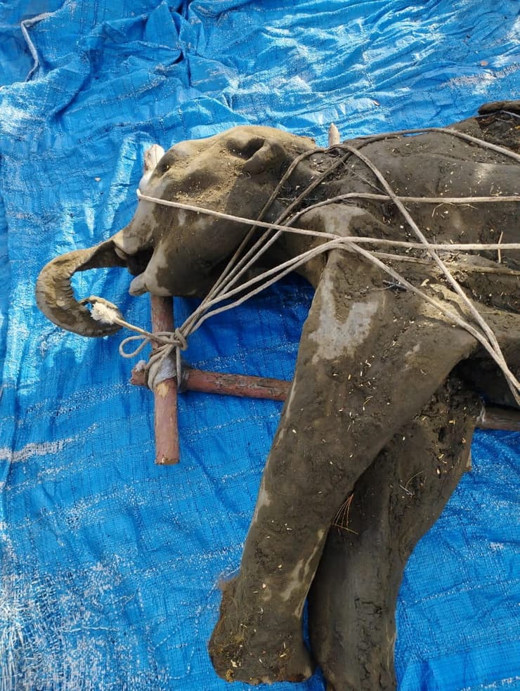 פעולות חילוץ שרידי הממותה הצעירה (צילום: Nikolai Gogolev, Reuters) פעולות חילוץ שרידי הממותה הצעירה