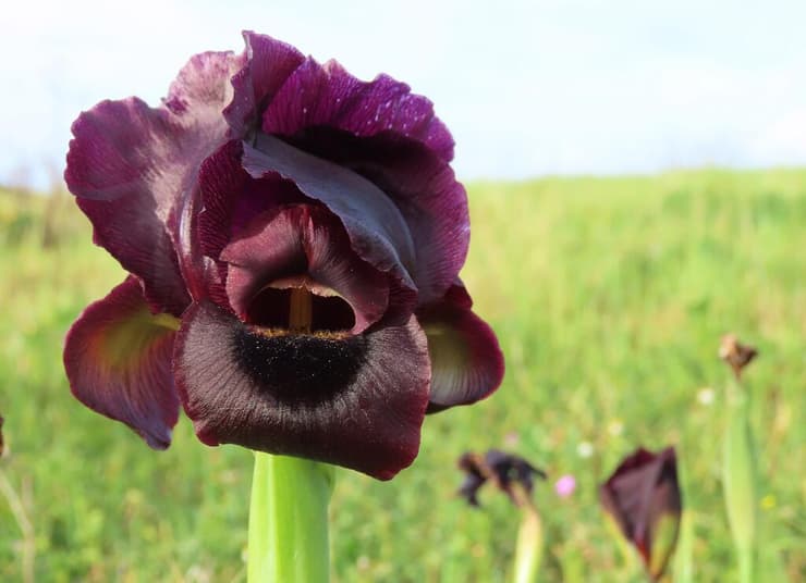 אירוס הארגמן