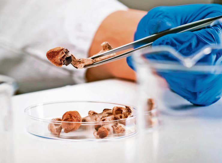 "זה היה נורא חזק, התחלתי להתפרק". פטריות הזיה | צילום: שאטרסטוק yk14195838