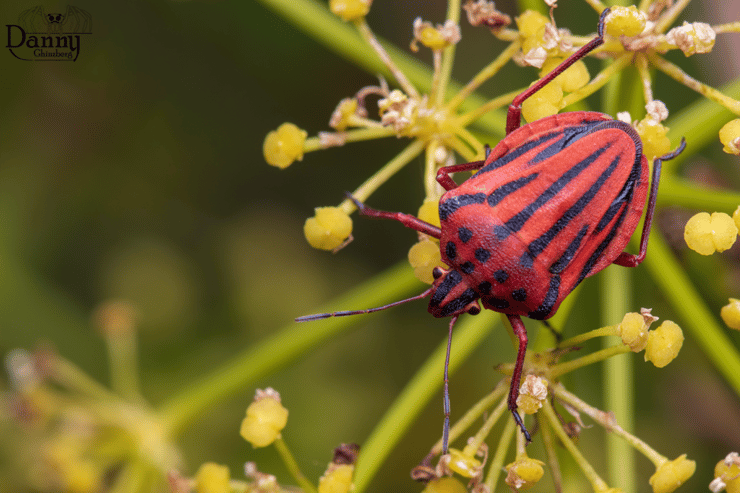 תריסית נקודה