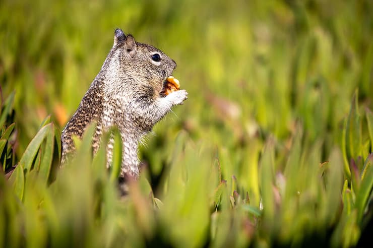 סנאי אפור, שצולם בסן דייגו שבארה"ב