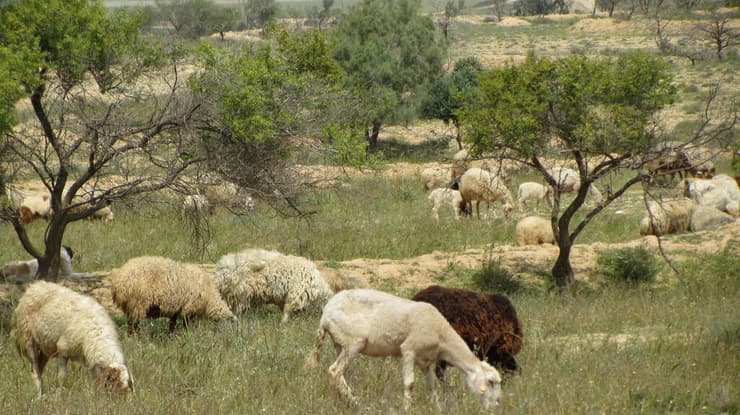 רעייה בפארק סיירת שקד