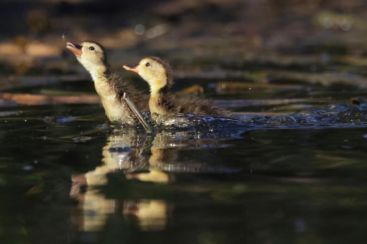 אפרוחים של צוללי ביצות