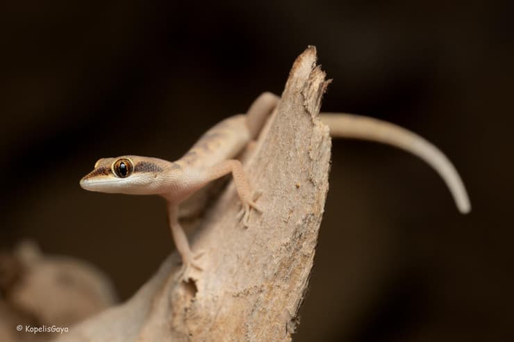 שממית זוטית