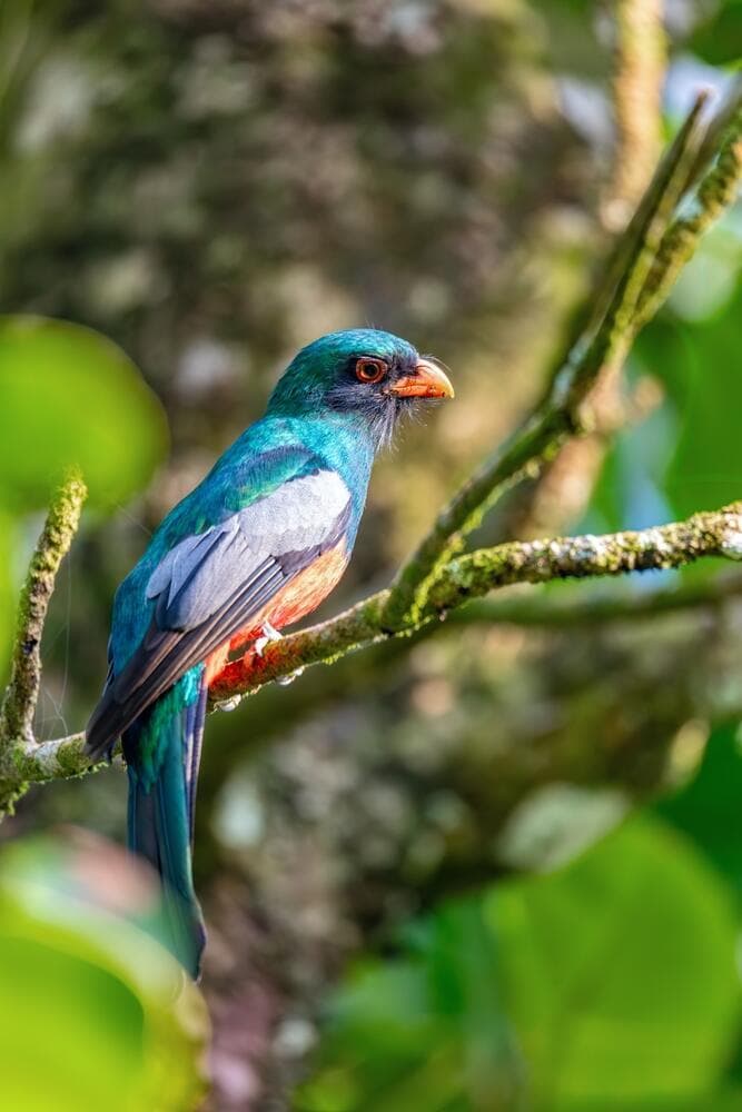טרוגון זנב-פצחה (Slaty-tailed Trogon, Trogon massena) עוף ממשפחת הטרוגוניים, הכוללת את הטרוגונים והקצאלים (צילום: shutterstock) טרוגון זנב-פצחה (Slaty-tailed Trogon, Trogon massena) עוף ממשפחת הטרוגוניים, הכוללת את הטרוגונים והקצאלים