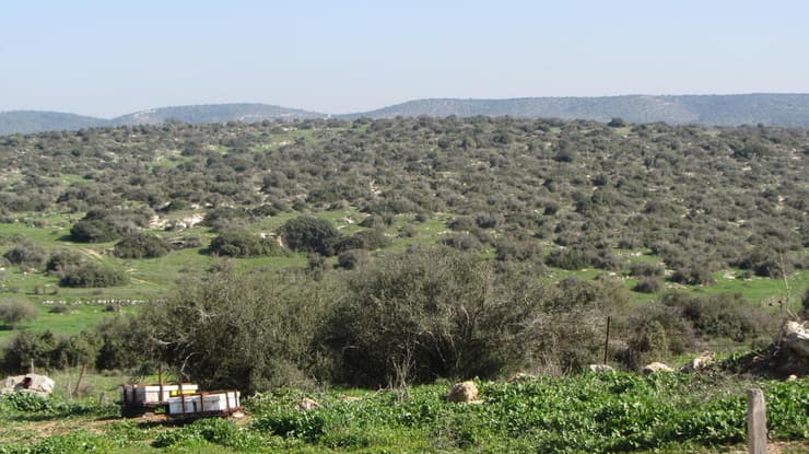 צמחיית שפלת יהודה - בית ניר. אופיינית לאזור מרעה עונתי רב-שנתי (צילום: באדיבות ד"ר אלי צעדי) צמחיית שפלת יהודה - בית ניר. אופיינית לאזור מרעה עונתי רב-שנתי