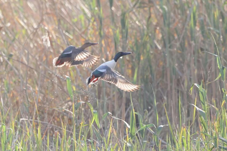 מריות צפוניות יוצאות למעוף מעל ירושלים