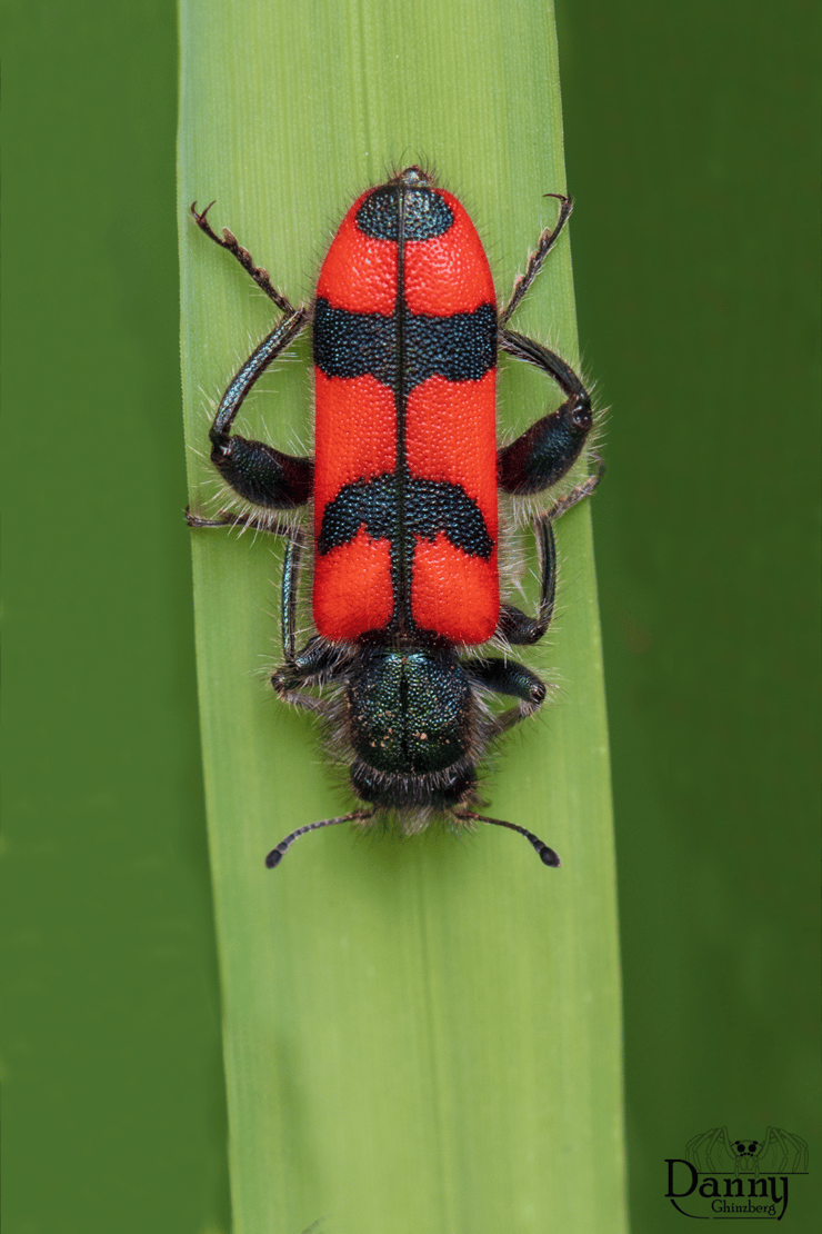 יוספית (טריכודית) הפסים